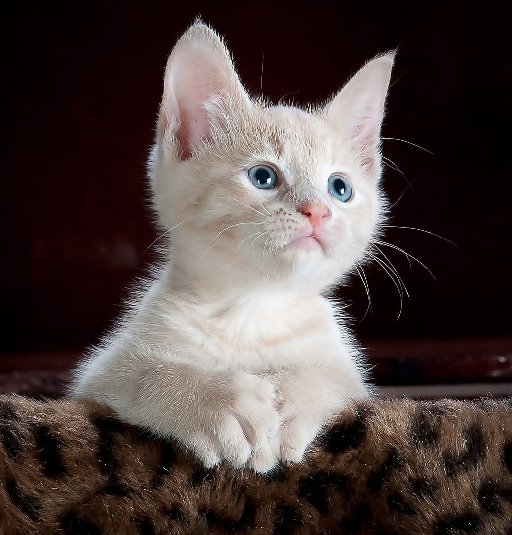 UN GATTO VINCE IN TRIBUNALE