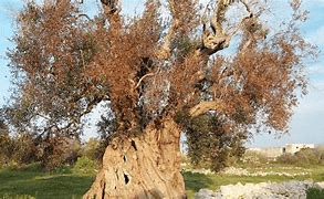PIANTA D'ULIVO MALATA PIANTE DI ULIVO MALATA