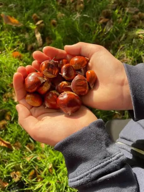 LE CASTAGNE NEI PRIMI PIATTI