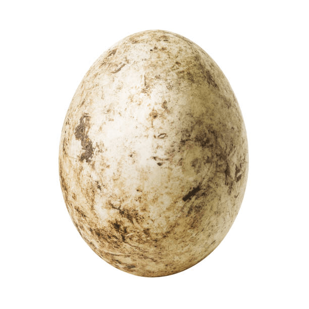 UOVA MOLTO SPORCHE UOVA MOLTO SPORCHE